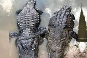 A ceux qui ne savent pas différencier un caïman d’un alligator :