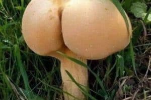 Imaginer le goût de ce champignon !