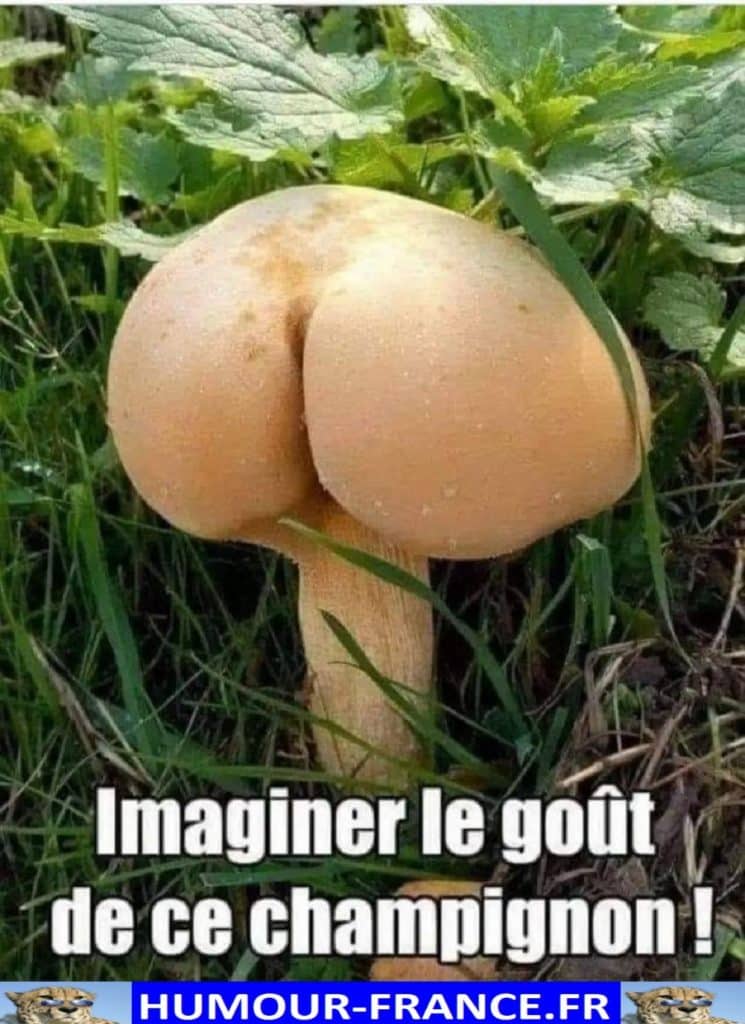 Imaginer le goût de ce champignon !