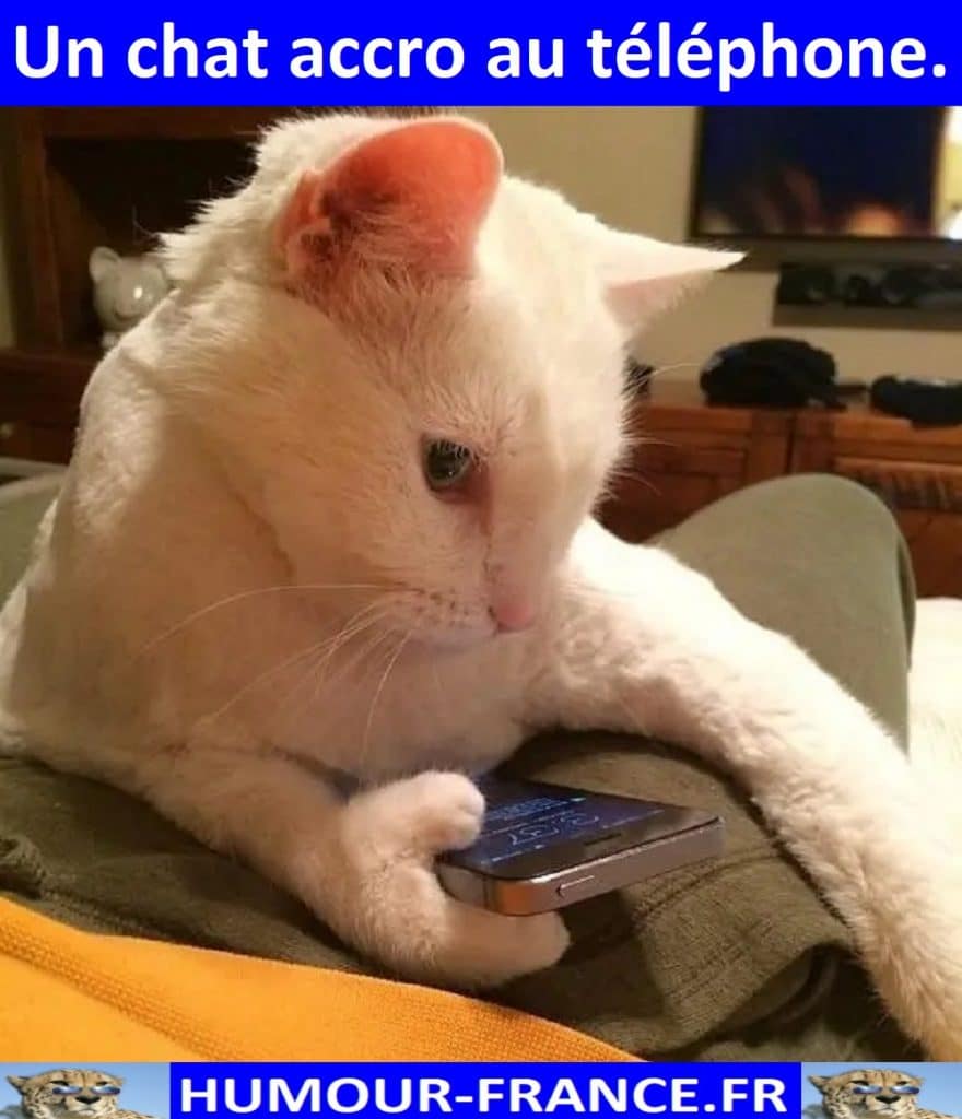 Un chat accro au téléphone.