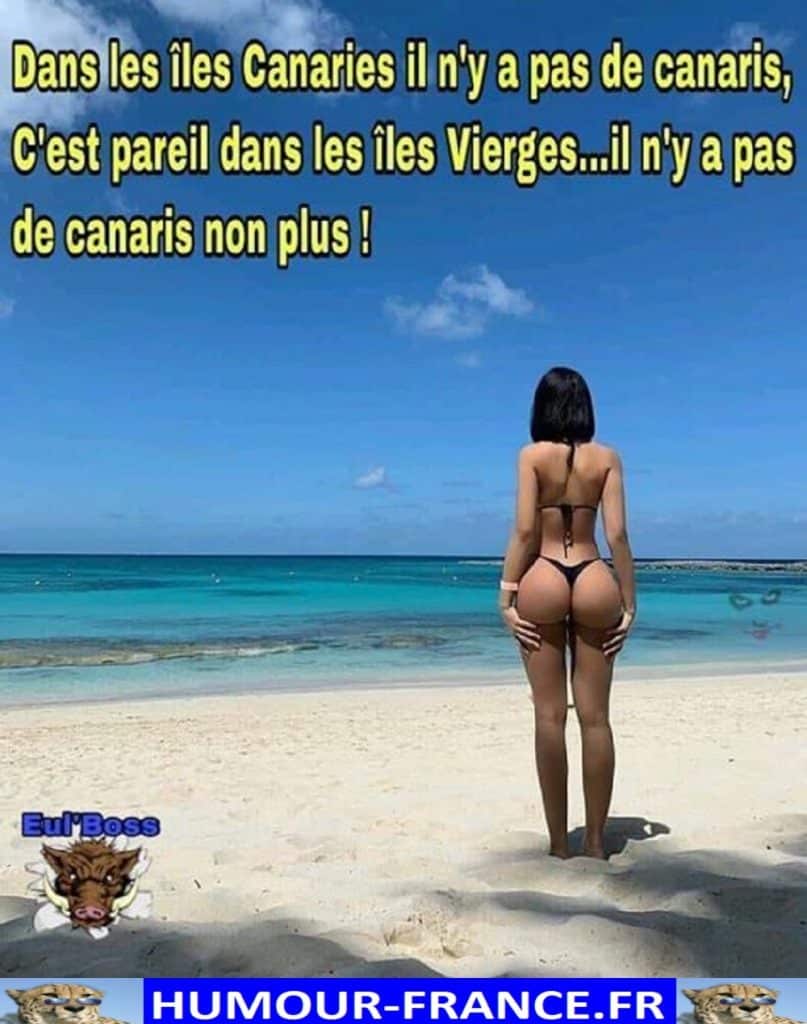 Dans les îles Canaries il n’y a pas de canaris …