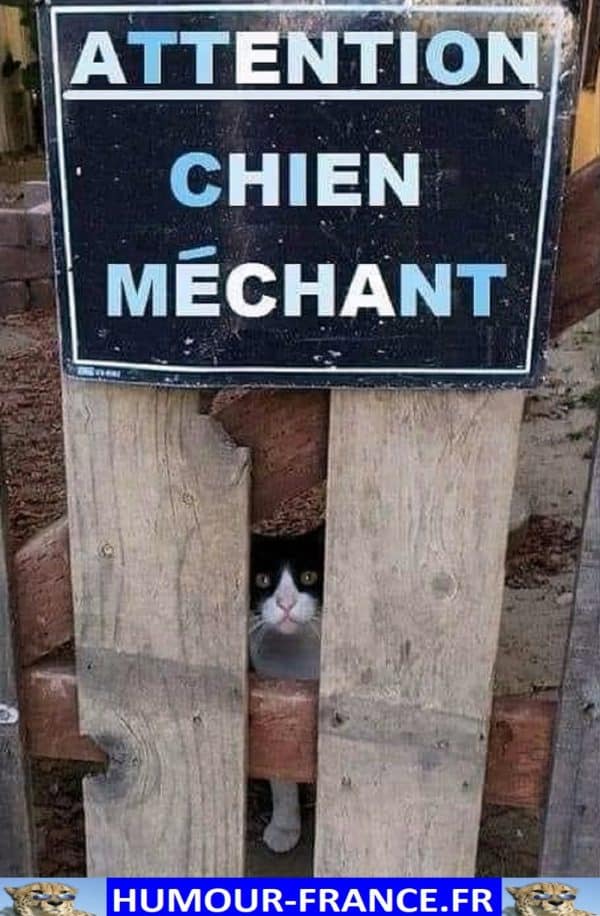 Attention Chien Mchant Humour