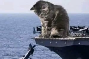 Voilà pourquoi les chats sont interdits sur les porte-avions.