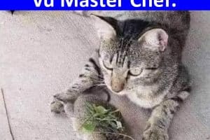Mon chat, après avoir vu Master Chef.
