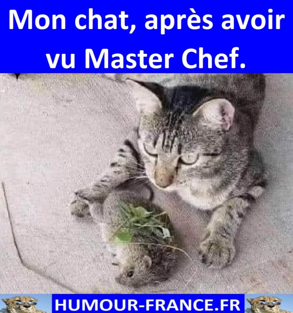 Mon chat, après avoir vu Master Chef.
