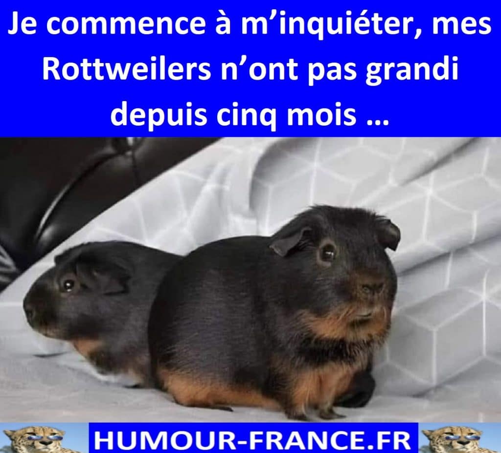 Je commence à m’inquiéter, mes Rottweilers n’ont pas grandi depuis cinq mois …