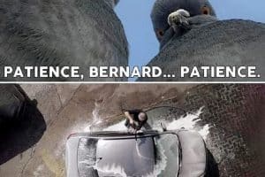 Patience, Bernard … Patience.