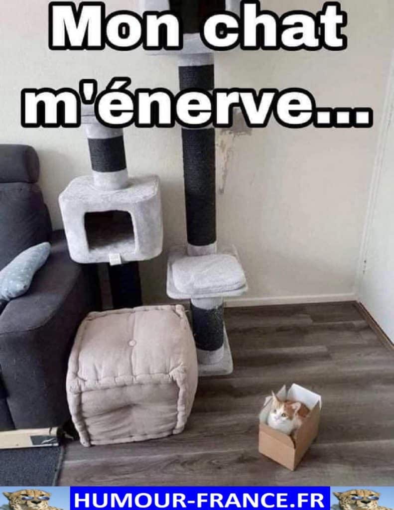 Mon chat m’énerve …
