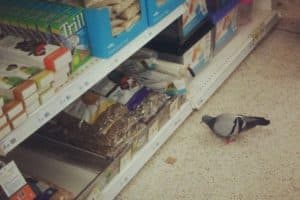 Ce pigeon regarde le prix de la nourriture pour oiseaux.