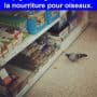 Ce pigeon regarde le prix de la nourriture pour oiseaux.