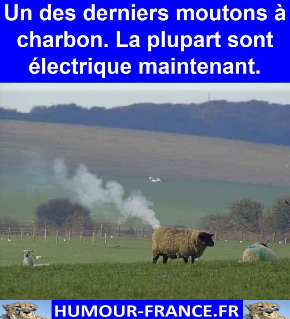 Un des derniers moutons à charbon. La plupart sont électrique maintenant.