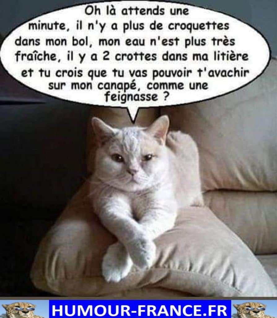 Oh là attends une minute, il n’y a plus de croquettes dans mon bol, mon eau est plus très fraiche …