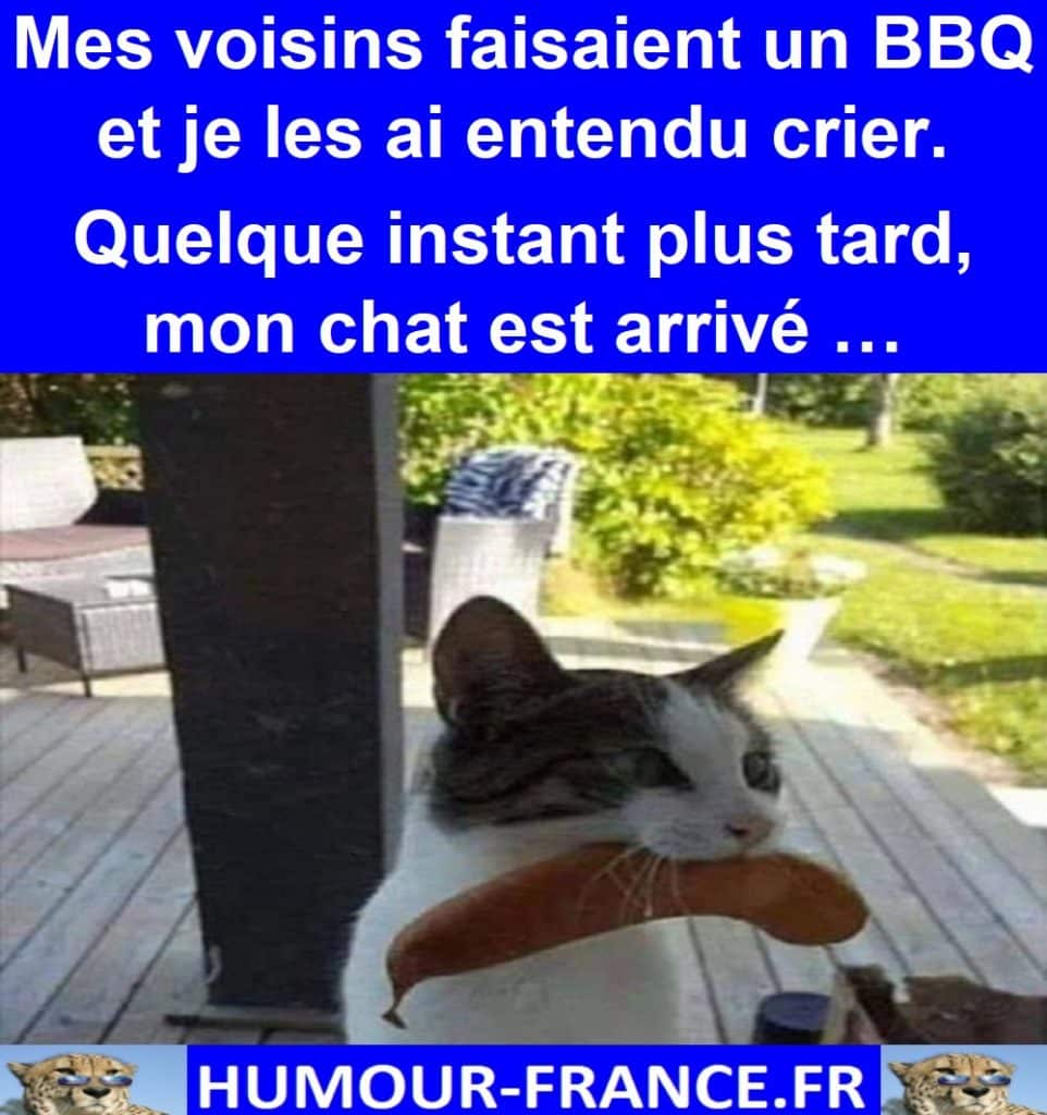 Mes voisins faisaient un BBQ et je les ai entendu crier. Quelque instant plus tard, mon chat est arrivé …