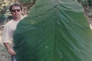 Je me suis enfin trouvé une feuille pour m’essuyer le cul en une seule fois.