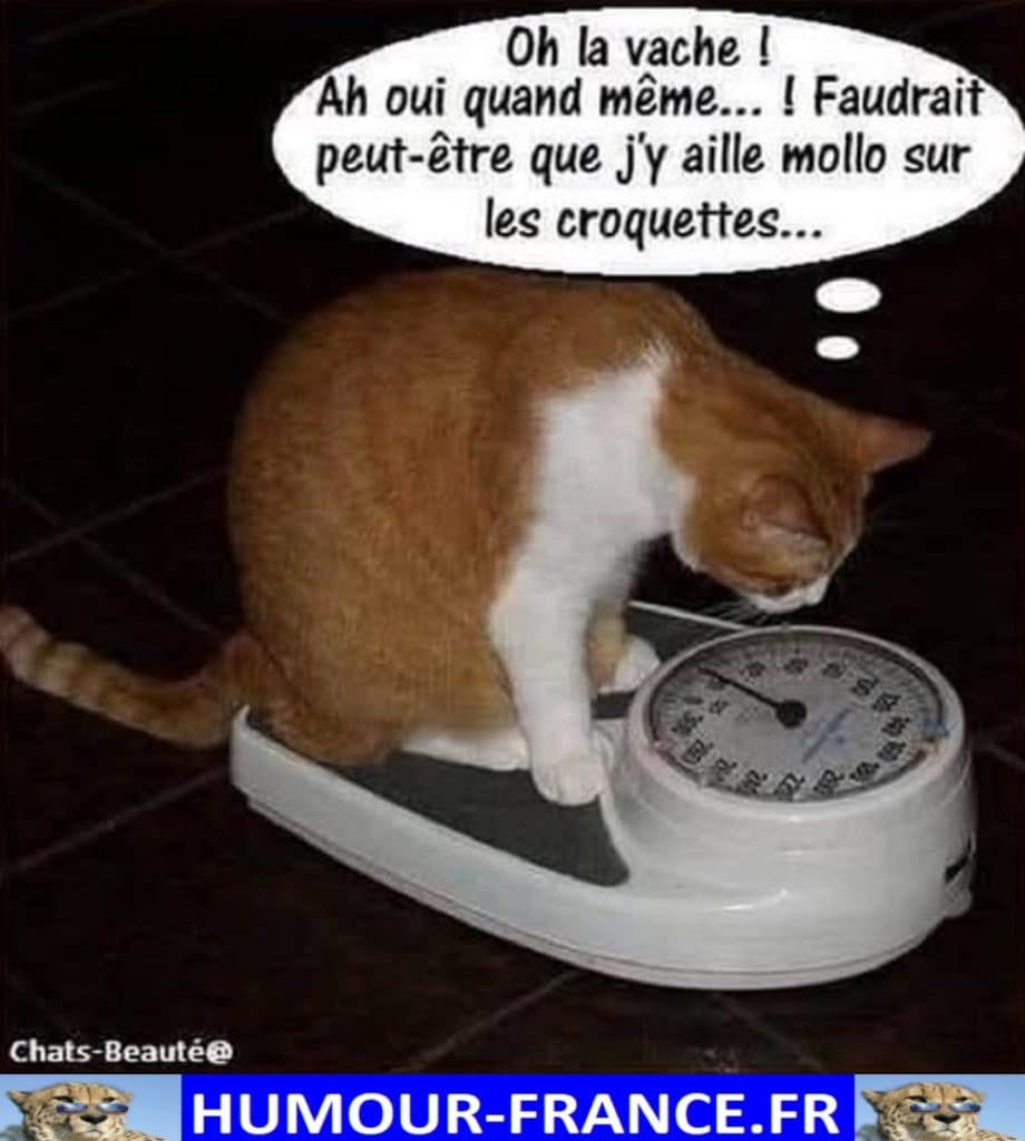 Oh la vache ! Ah oui quand même … ! Faudrait peut-être que j’y aille mollo sur les croquettes …