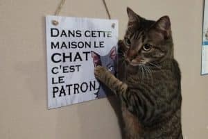 Dans cette maison le chat c’est le patron.