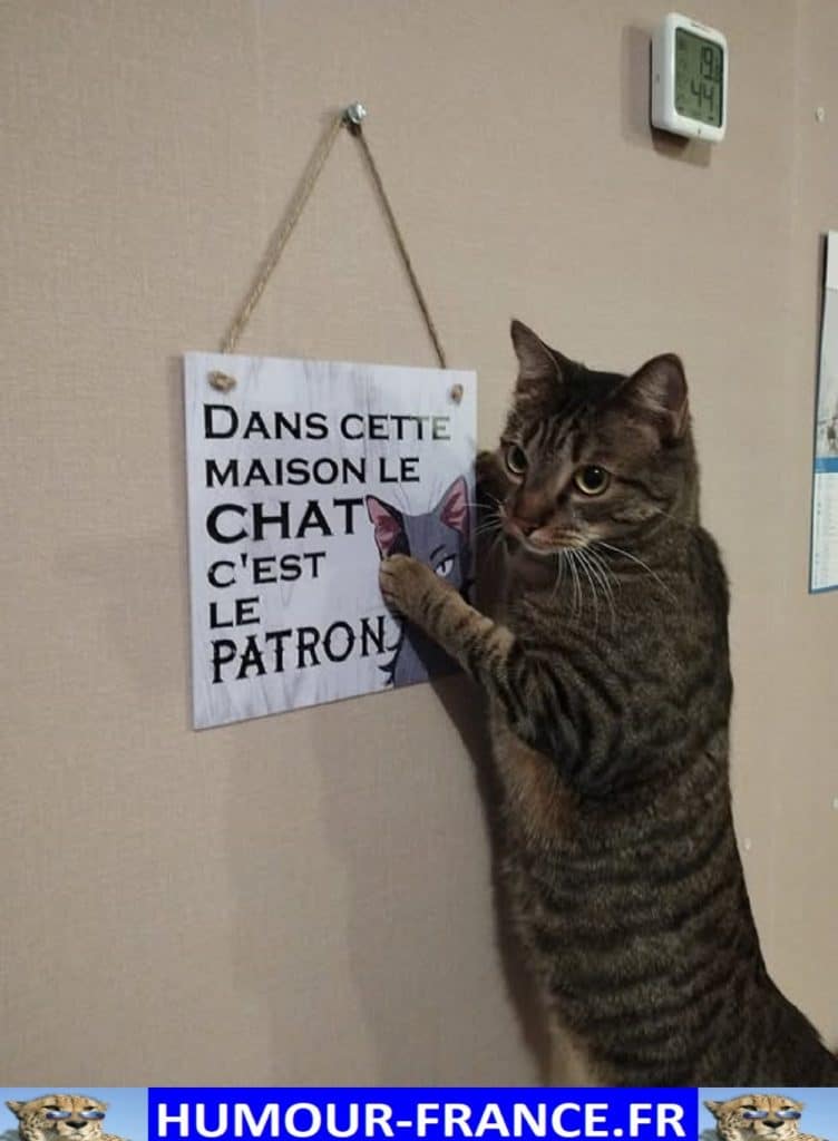 Dans cette maison le chat c’est le patron.