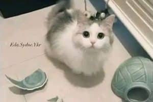 Quand j’ai vu l’innocence sur ce visage, je suis certaine que le vase a sauté tout seul. J’en suis convaincu !