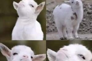 Quand tu sais que tu as tort mais que tu ne l’admets pas :