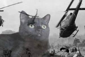 Ce que mon chat pense quand j’allume l’aspirateur.