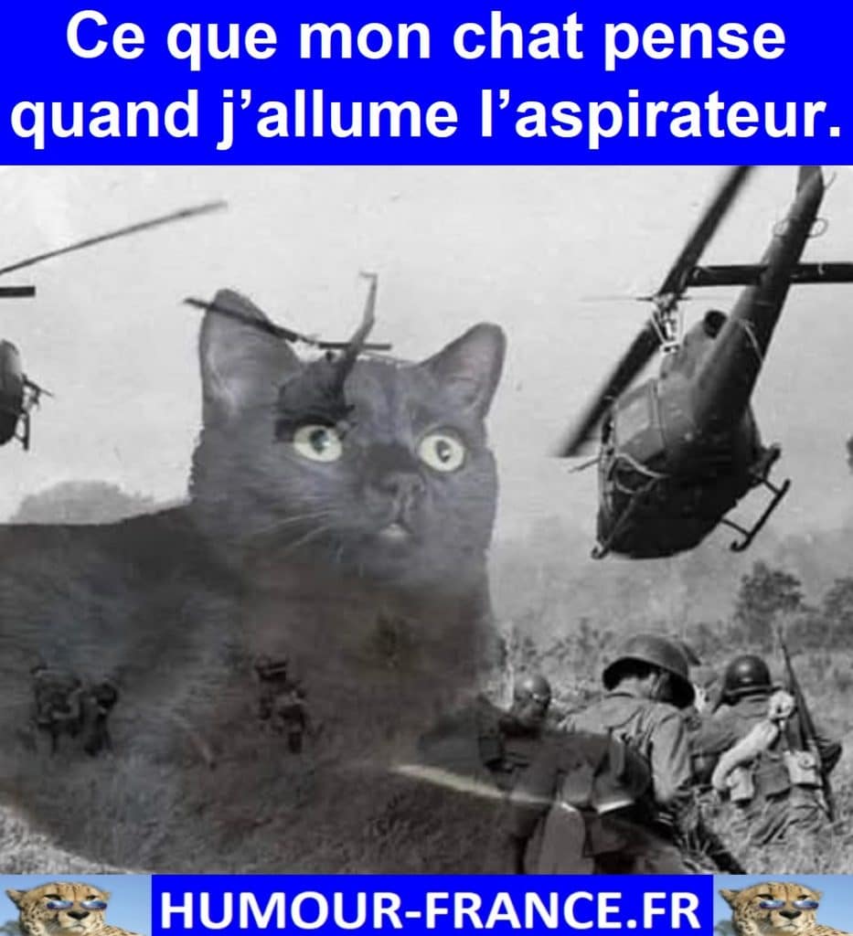 Ce que mon chat pense quand j’allume l’aspirateur.