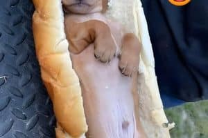 Hot dog.