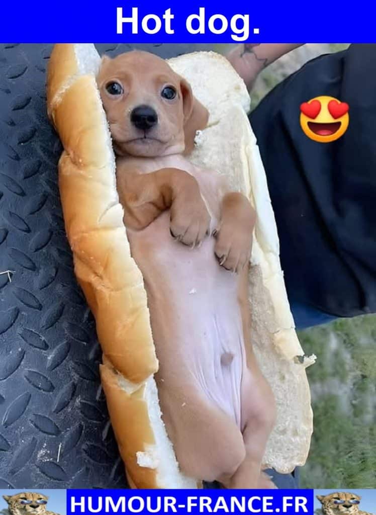 Hot dog.