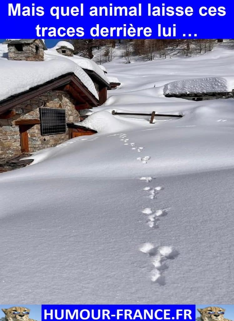 Mais quel animal laisse ces traces derrière lui …