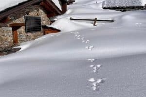 Mais quel animal laisse ces traces derrière lui …