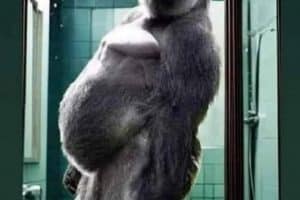 Moi qui me regarde dans le miroir après avoir fait 20 minutes d’abdos.