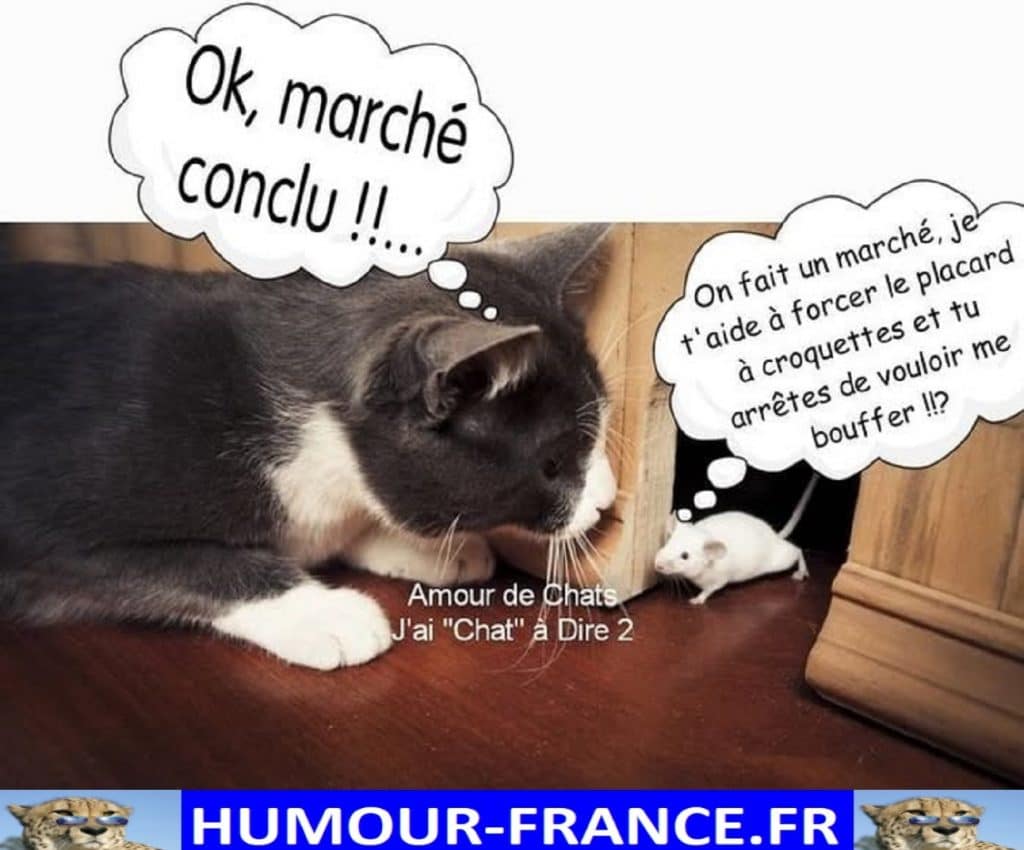 On fait un marché, je t’aide à forcer le placard à croquette et tu arrêtes de vouloir me bouffer !!?