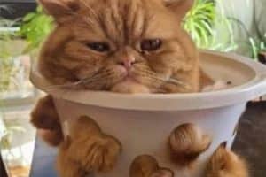 Quand les racines dépassent comme ça il faut changer de pot.