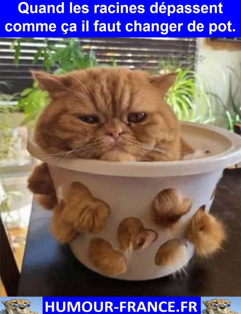 Quand les racines dépassent comme ça il faut changer de pot.