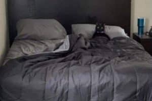 Quand ton chat t’attend pour aller dormir.