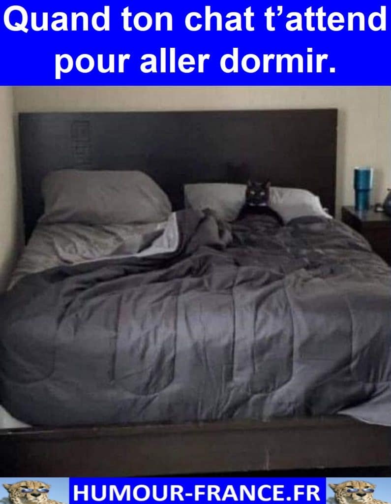 Quand ton chat t’attend pour aller dormir.