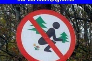 Si j’ai bien compris, il est interdit de ramasser les arbres, et de chier sur les champignons.