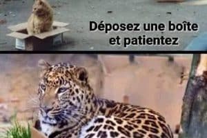 Si vous souhaitez attraper un chat déposer une boîte et patientez.