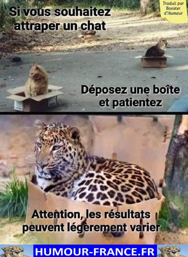 Si vous souhaitez attraper un chat déposer une boîte et patientez.