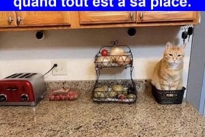 Une maison est bien rangée quand tout est à sa place.