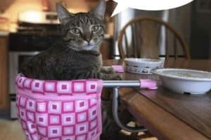 Ça vient mes croquettes !