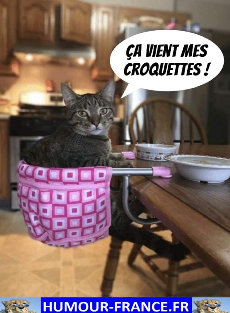 Ça vient mes croquettes !