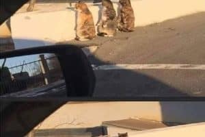 Ils sont en train de préparer un complot !