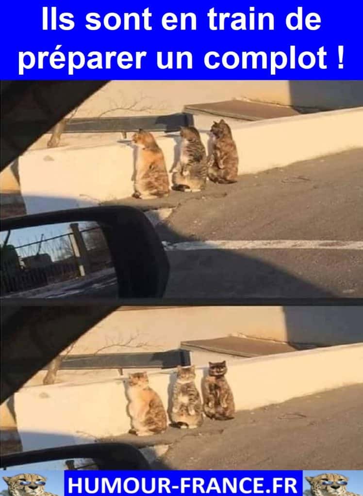 Ils sont en train de préparer un complot !