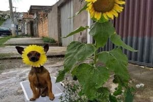 Le plus beau tournesol que j'ai vu …