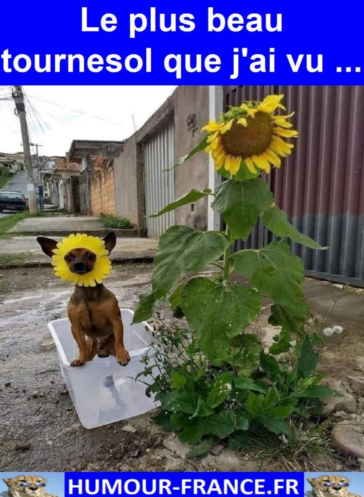 Le plus beau tournesol que j'ai vu …