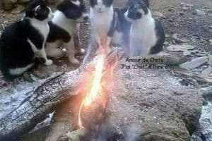 Mes mecs, l’heure est grave. Il paraîtrait qu’un espion se trouve parmi nous !