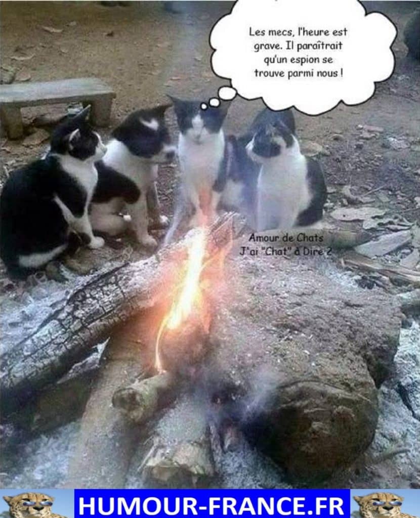 Mes mecs, l’heure est grave. Il paraîtrait qu’un espion se trouve parmi nous !