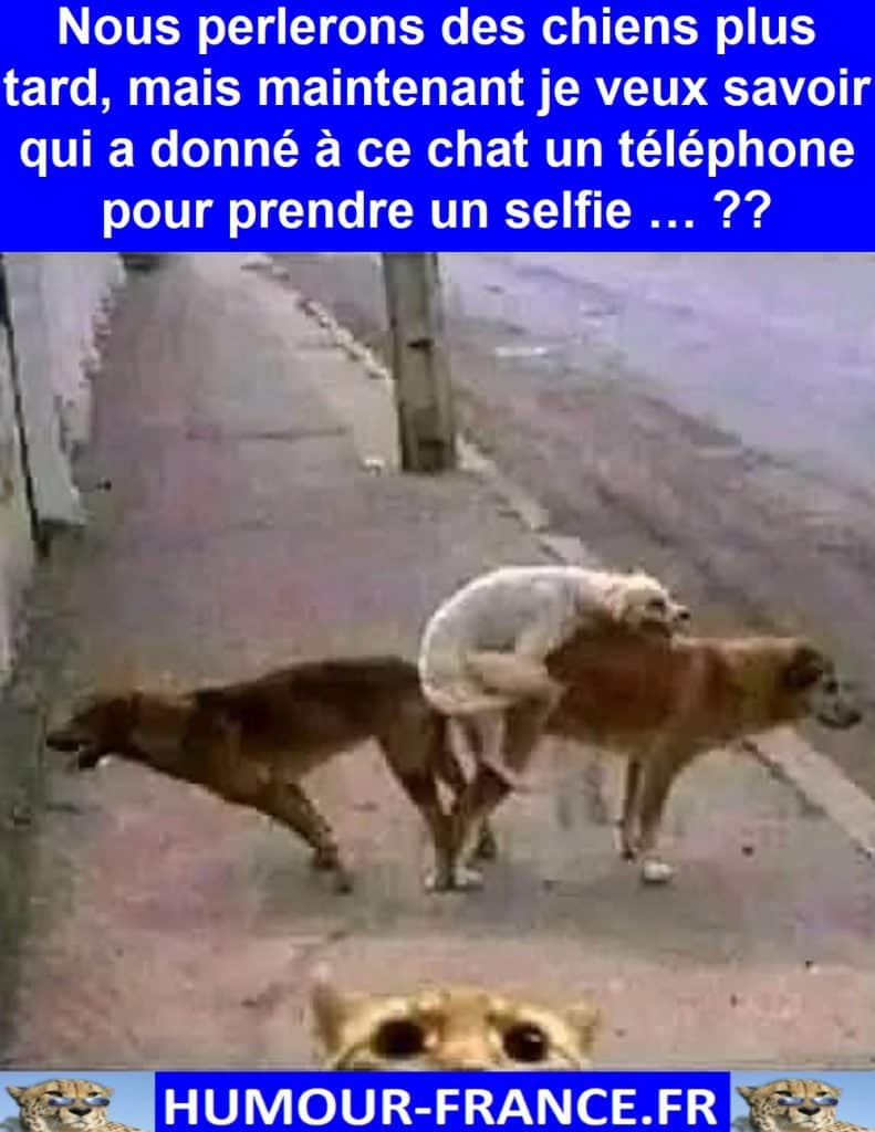 Nous perlerons des chiens plus tard, mais maintenant je veux savoir qui a donné à ce chat un téléphone pour prendre un selfie …