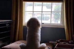 Quand je disais aux gens que mon chien ressemblait à une bite de dos ils me sortaient que j’étais grave méchant. Ouais bah …