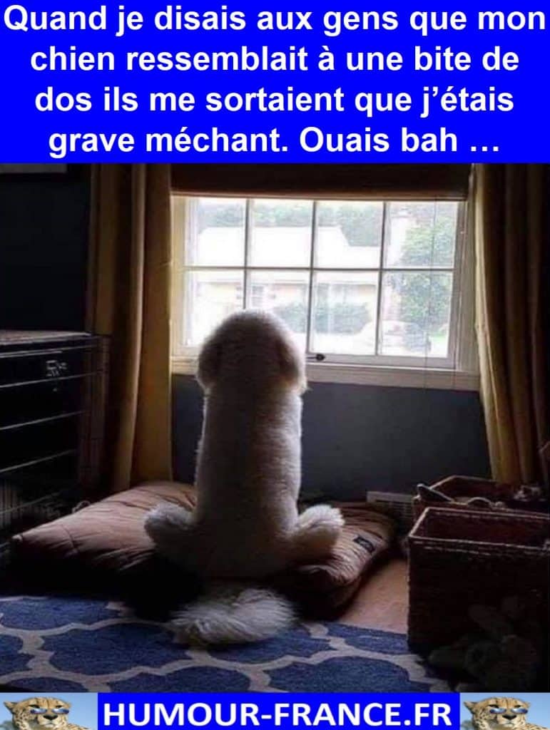 Quand je disais aux gens que mon chien ressemblait à une bite de dos ils me sortaient que j’étais grave méchant. Ouais bah …
